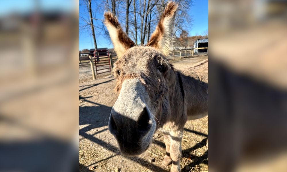 Toby the donkey