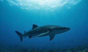 Whale shark swims underwater