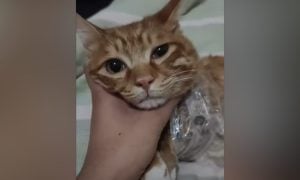 orange cat wrapped in cellophane with hand on throat