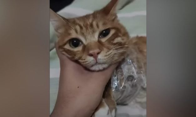 SIGN: Demand Social Media Platforms Remove Animal Cruelty Content and Keep It Off for Good