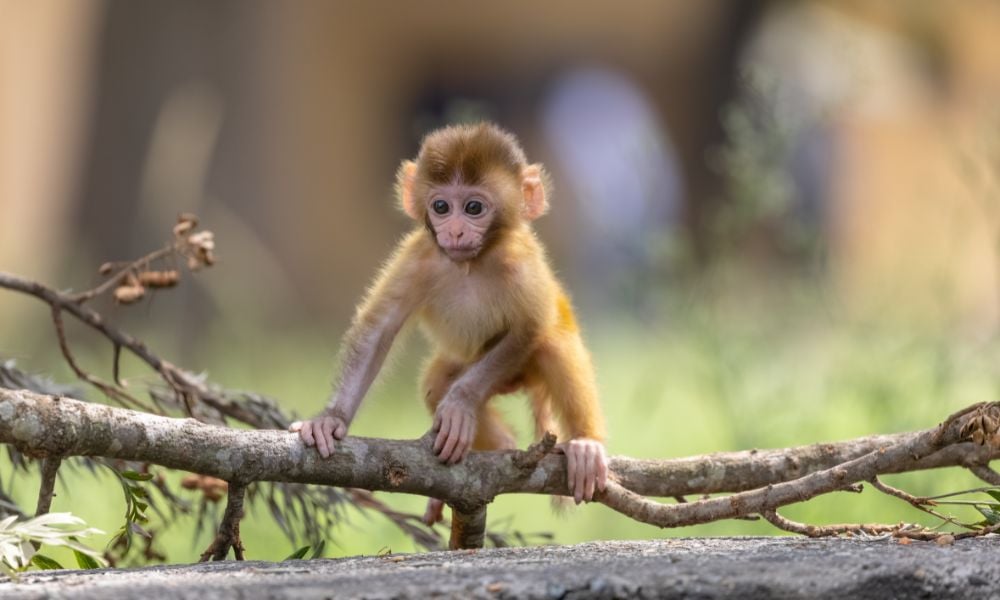 Baby monkey