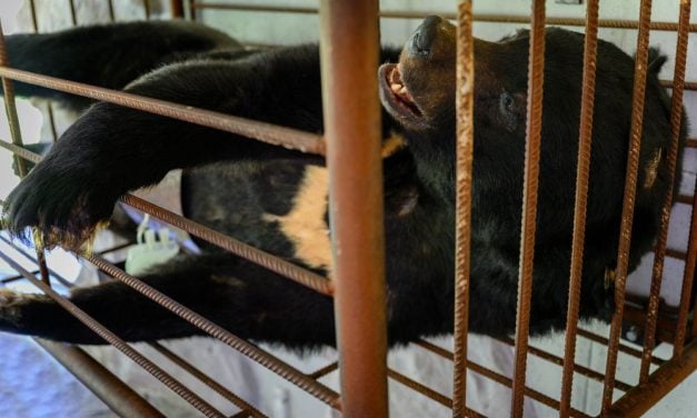 South Korea Ends Cruel Bear Bile Farming, but Nearly 200 Bears Still Need Homes