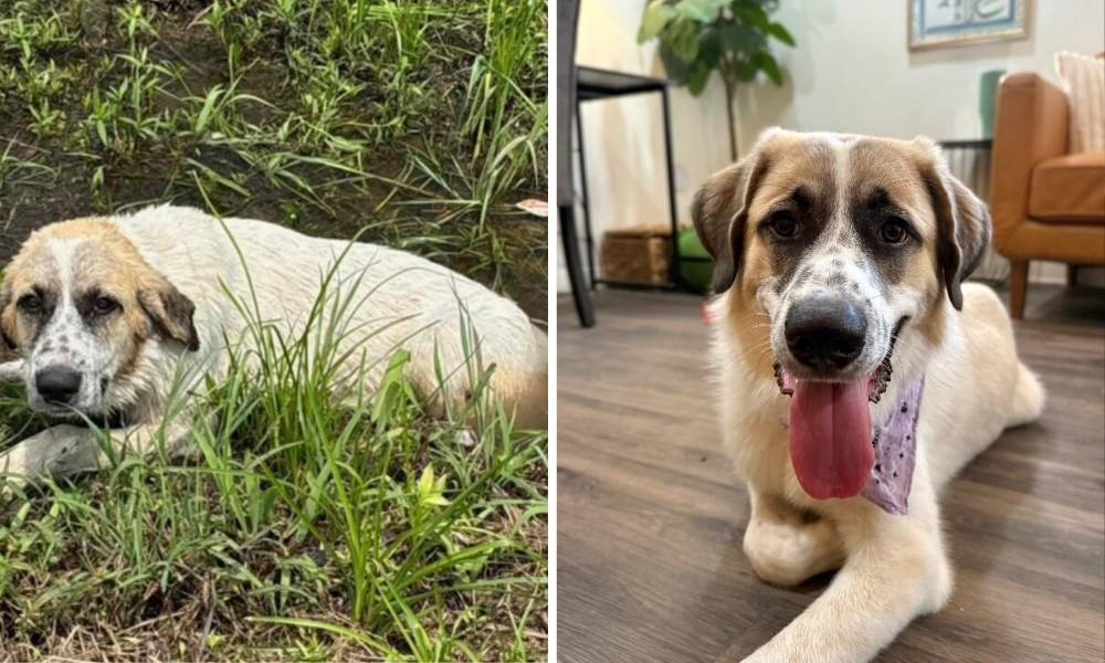 Before and after photos of Bear the puppy