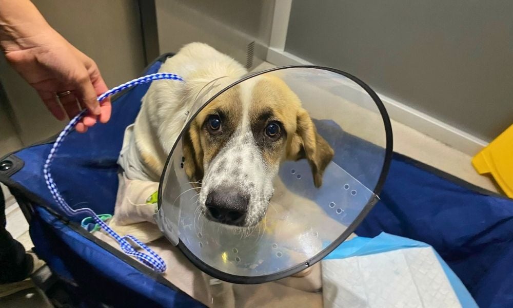 Bear in recovery, wearing cone