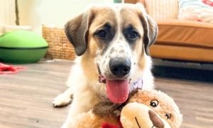 Bear with Stuffed Animal