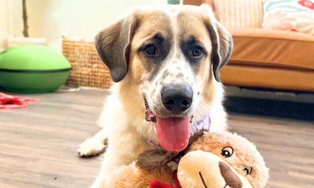 Lady Freethinker Helps Puppy Recover After Being Hit by Car