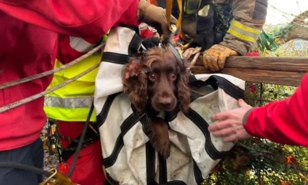 Rescuers Save Pup Trapped on Ledge Near Family Home