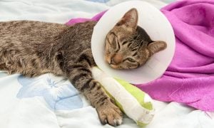 Cat with broken leg