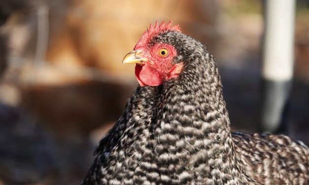 SIGN: Justice for Chicken Burned Alive at Intersection
