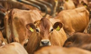 Brown cow on dairy farm, looking at camera