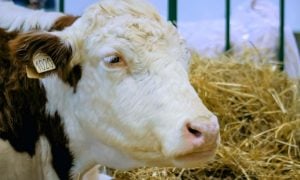 Dairy cow, close-up shot