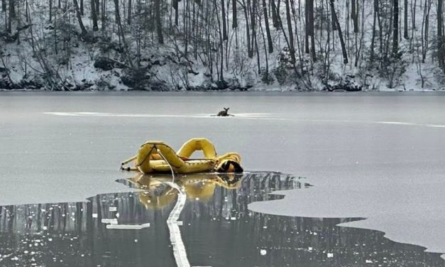 Heroic Rescuers Save Exhausted Deer Stranded on Frozen Lake