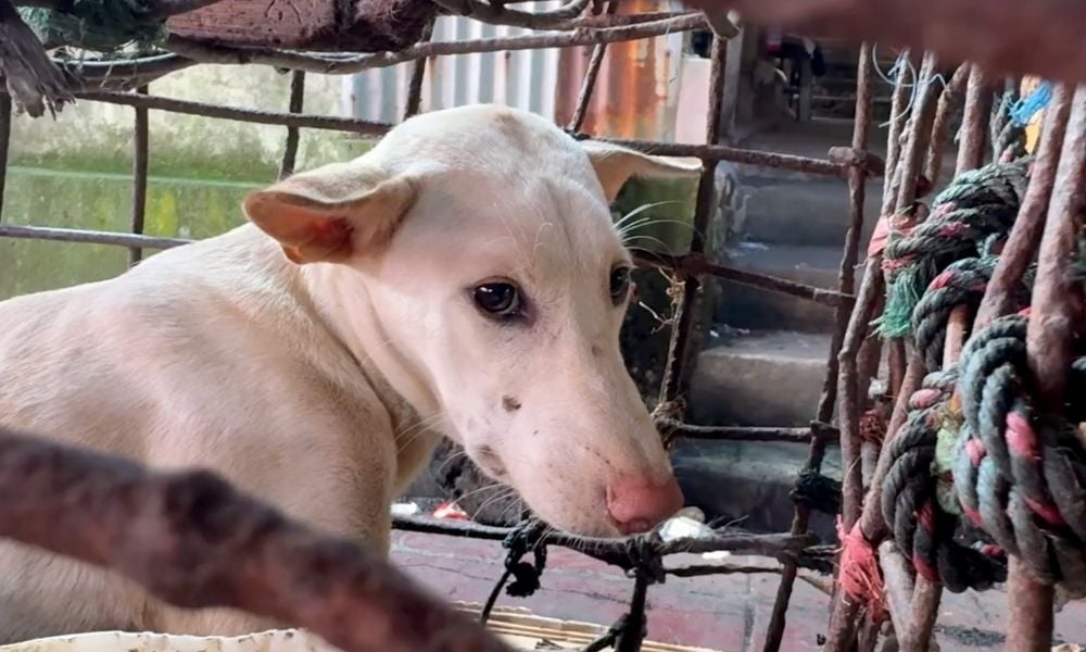 Dog in cage