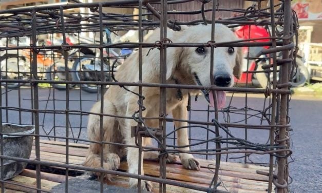 Major Progress in Our Fight to End the Dog and Cat Meat Trade in Sulawesi, Indonesia