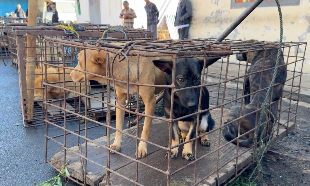 Dogs in cage