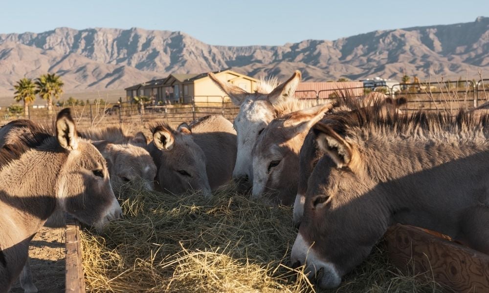 Donkeys eating