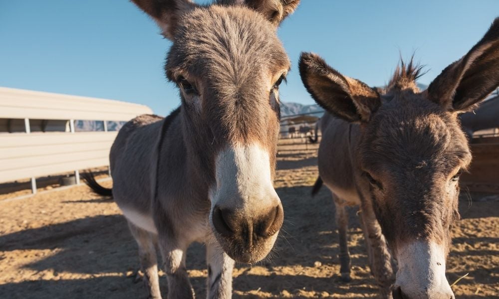 Donkeys
