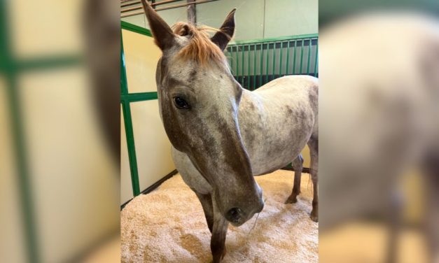 Horse Rescued from Cruel Testing Facility is Recovering Beautifully with Help from Lady Freethinker