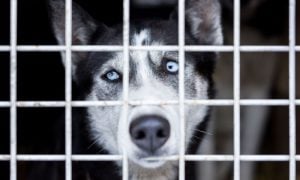Sad husky in cage