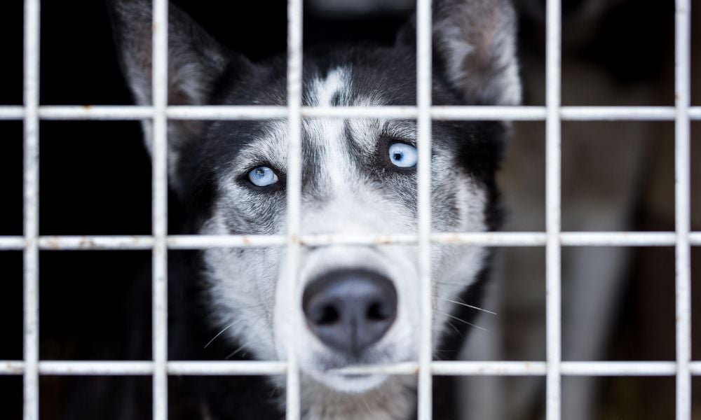 Sad husky in cage