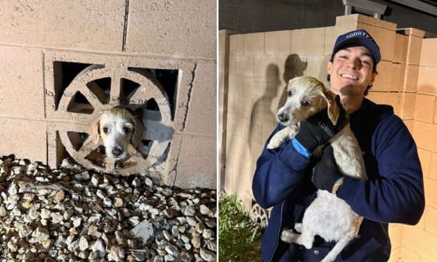 Heroic Firefighters Rescue Puppy Found With Head Stuck in Wall