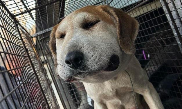 SIGN: Justice for Pregnant Dog Found With Wire Wrapped Tightly Around Her Throat