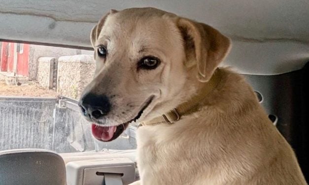 Lady Freethinker Helps Bring Urgent Medical Care to Mexico’s Homeless Dogs