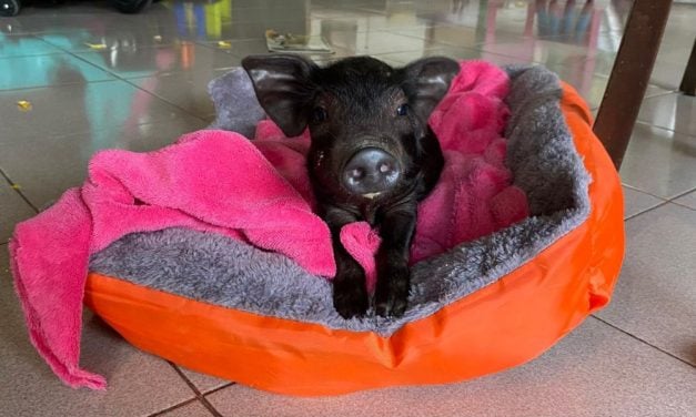 One in a Billion: A Piglet’s Life Story Rewritten