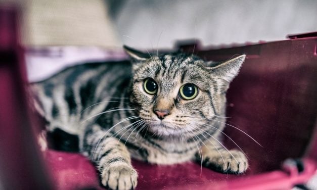 SIGN: Urge Tennessee to Increase Penalties for Animal Cruelty