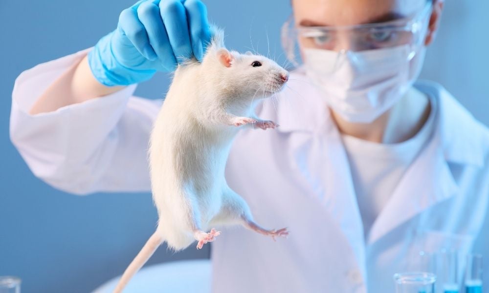 Scientist holding up a rat by their scruff