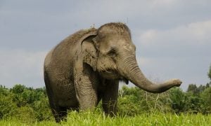 Sumatran elephant