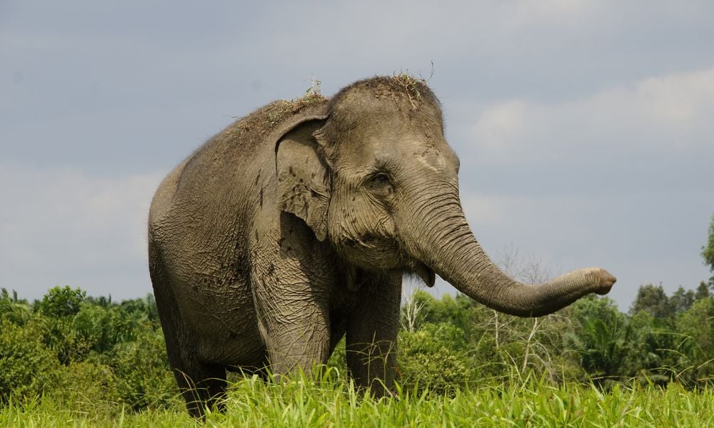 Sumatran elephant
