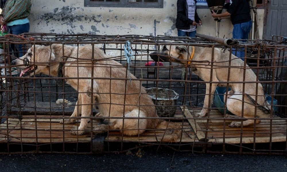 Two dogs in cage