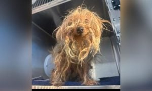 Apple the dog, matted and filthy just after being rescued