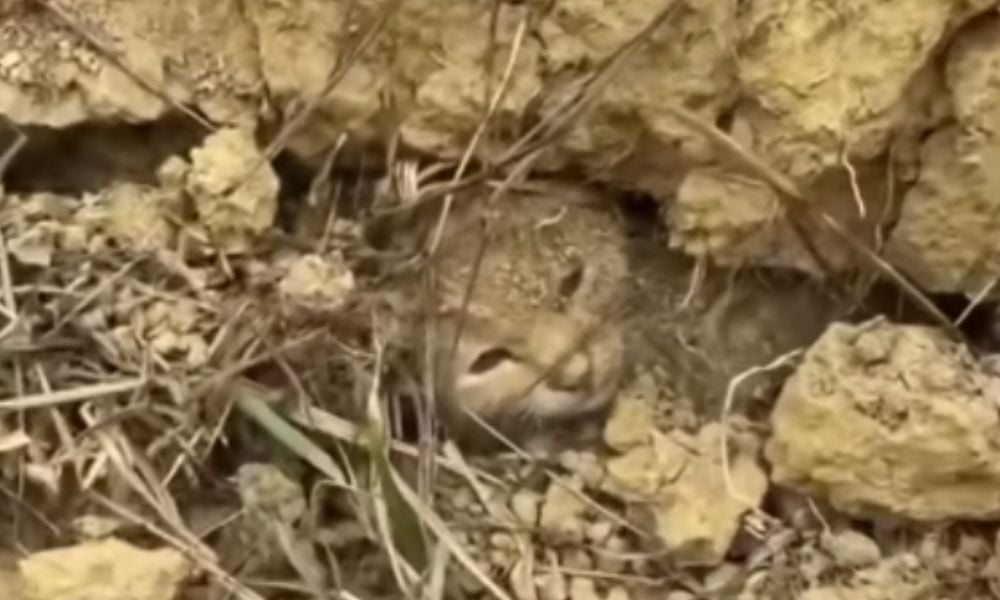 Cat supposedly found buried