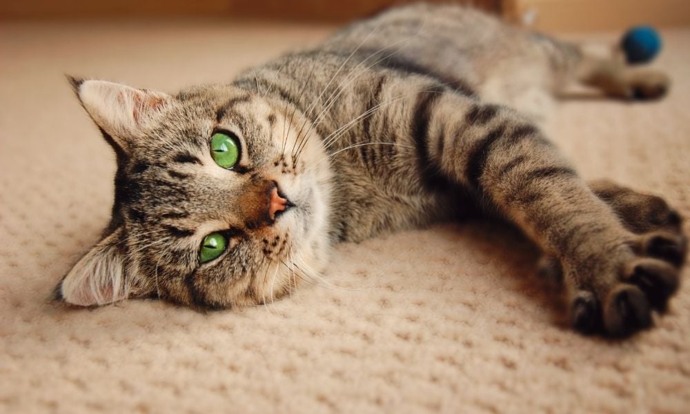 Cat with green eyes looking at camera