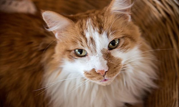 Woman Given Lifetime Ban on Keeping Cats After Over 70 Animals Were Found Living in Squalor
