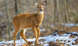 Deer walking on snowy earth