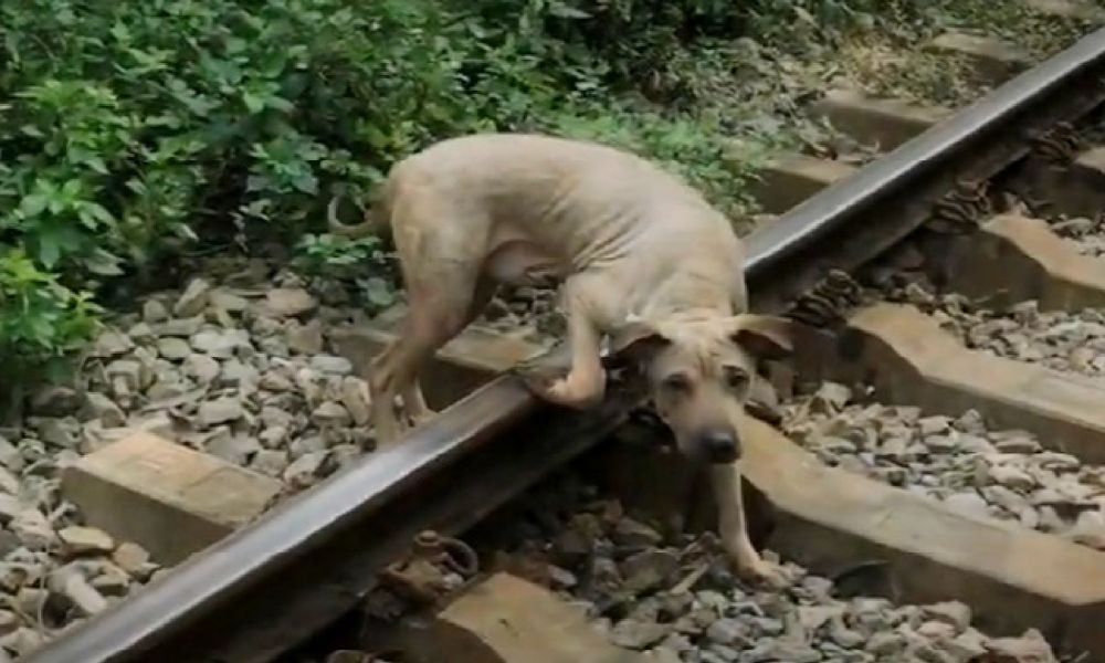 Dog tied to train tracks