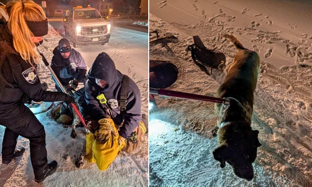 Dog being comforted after rescue from storm drain