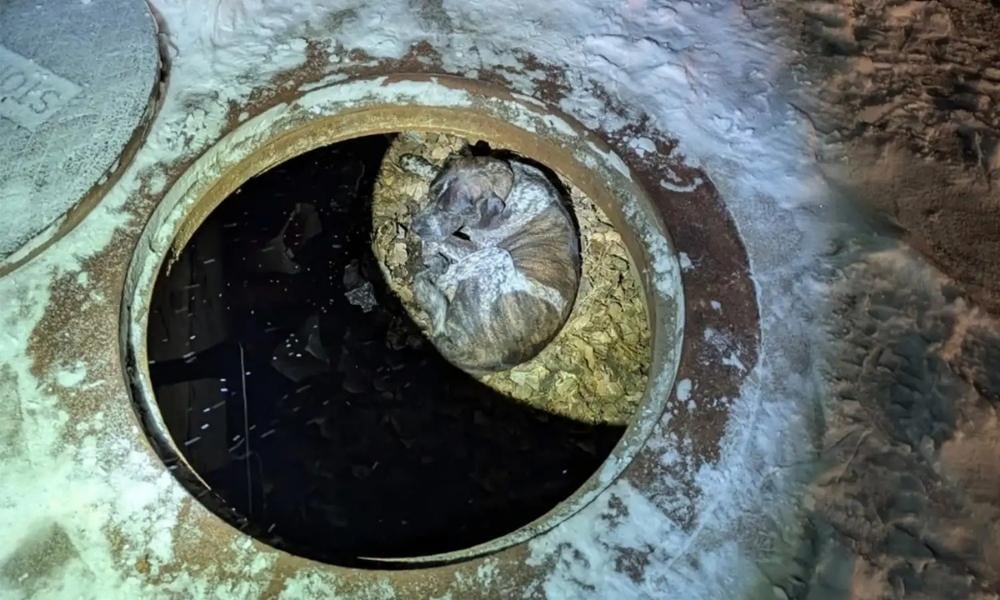 Dog curled up in storm drain