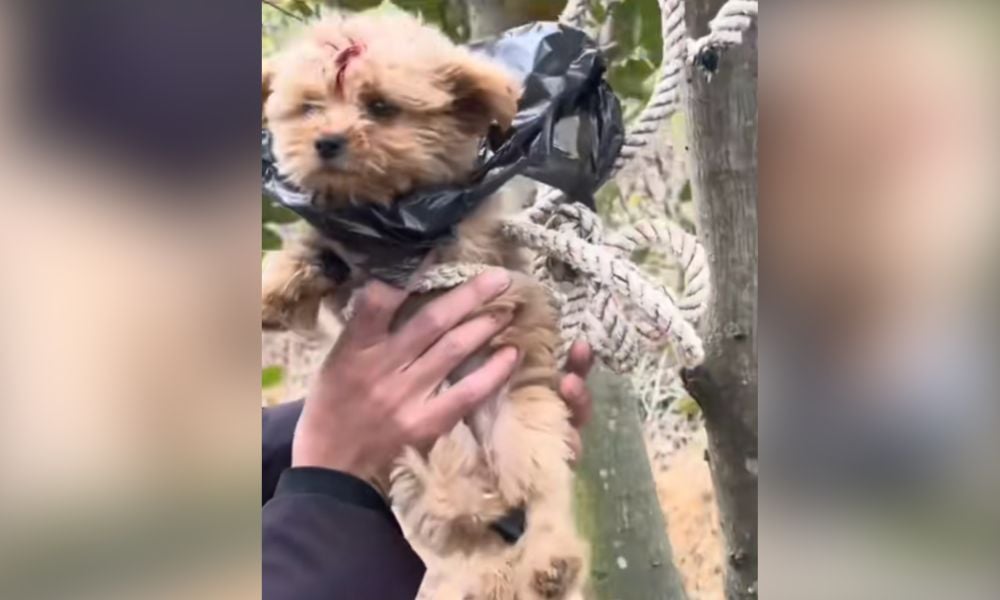 Dog supposedly found tied in tree