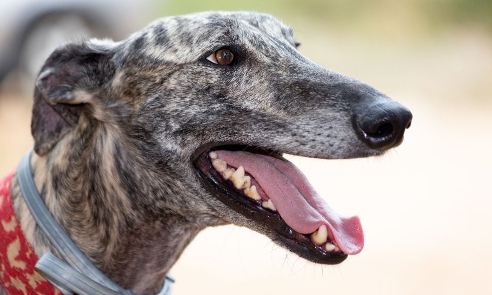 Greyhound with mouth open and tongue out