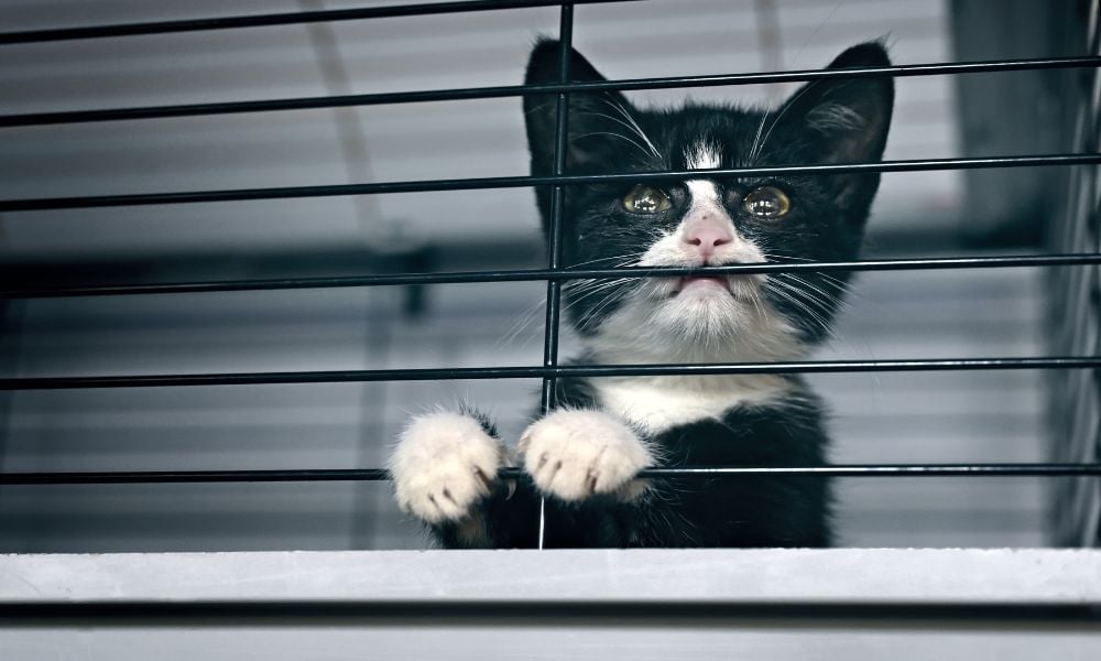 Kitten in cage