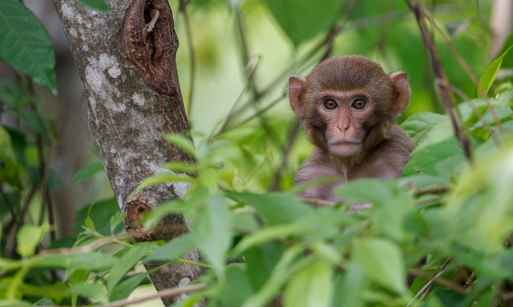 Macaque in the forest