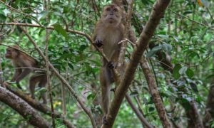 Macaques in trees