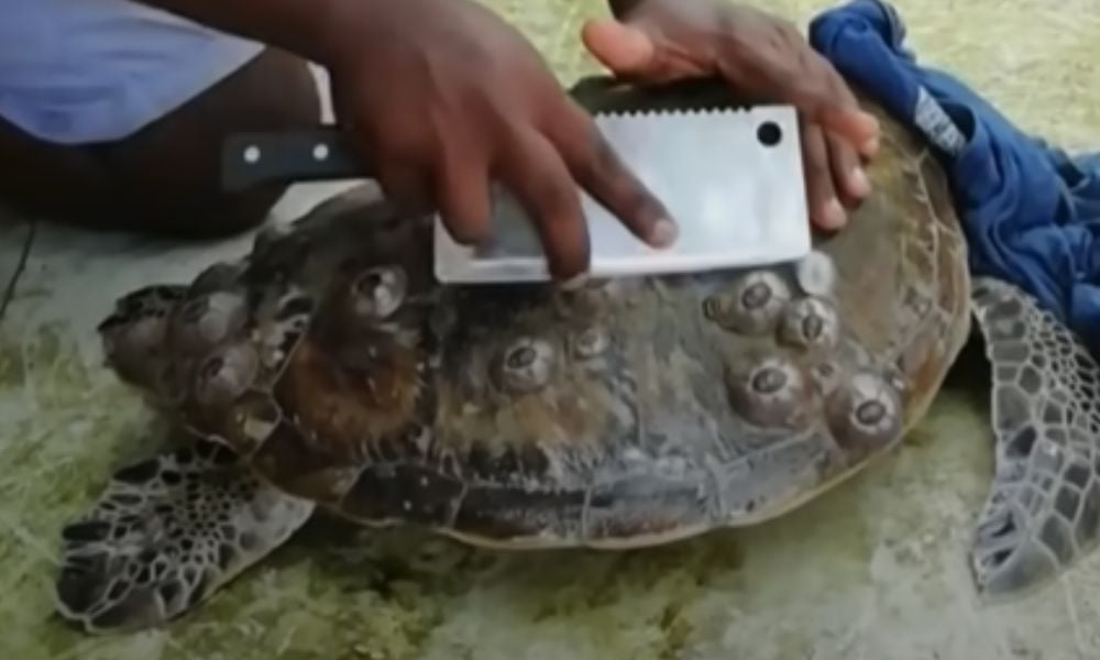 Man uses blade to scrape barnacles from sea turtle's shell without proper freshwater soaking preparation