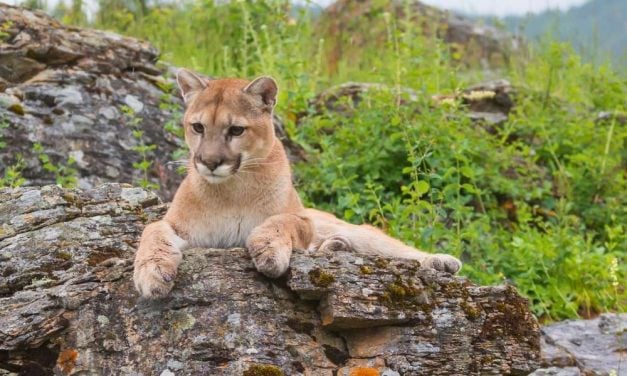 Good News! Mountain Lions Are Now Protected Under California’s Endangered Species Act