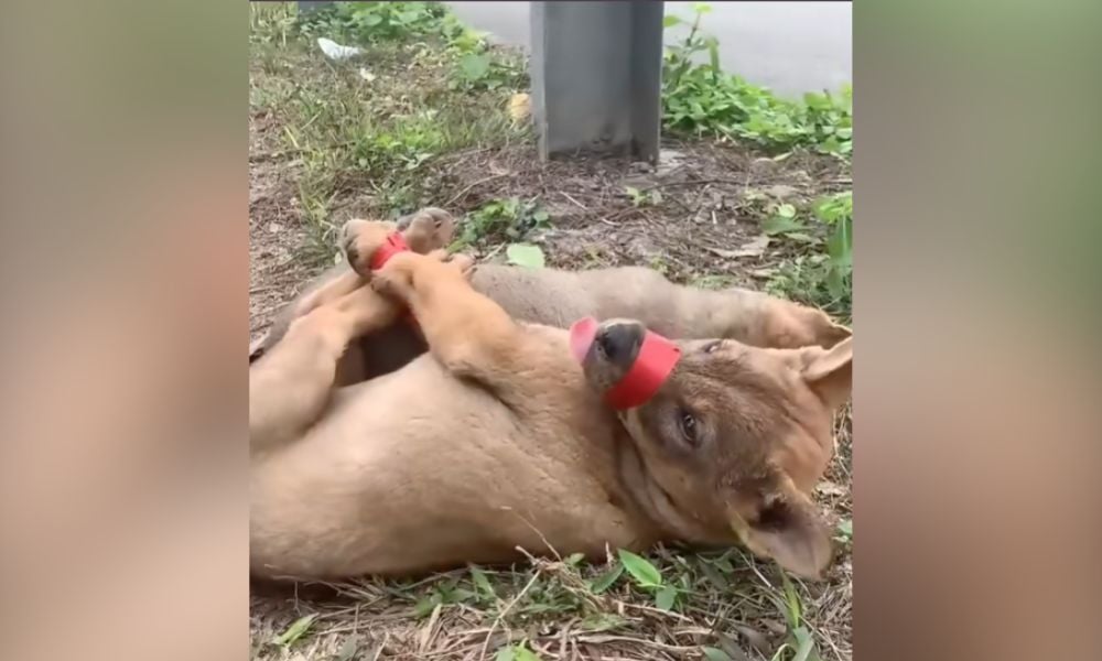 Puppy supposedly found with snout and paws bound