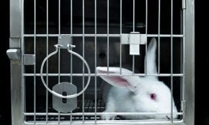 Rabbit in cage, looking at camera